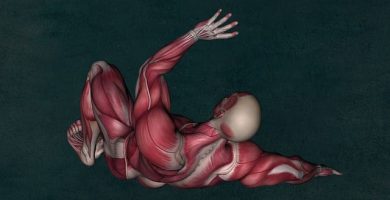 anatomia en musculoesquelético oposiciones enfermería